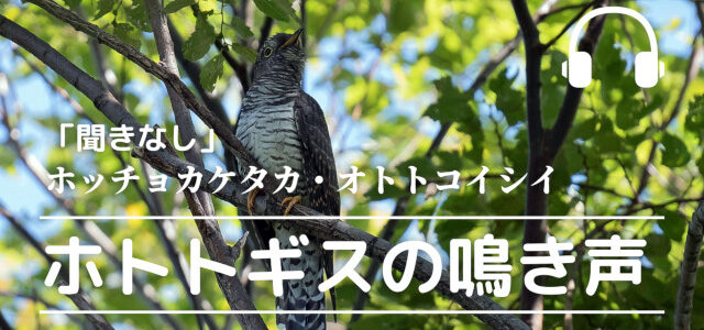 ホトトギス／鳴き声が奏でる自然の調べ